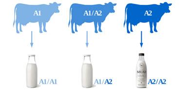 Comparação Vacas e Leite Tipo A2